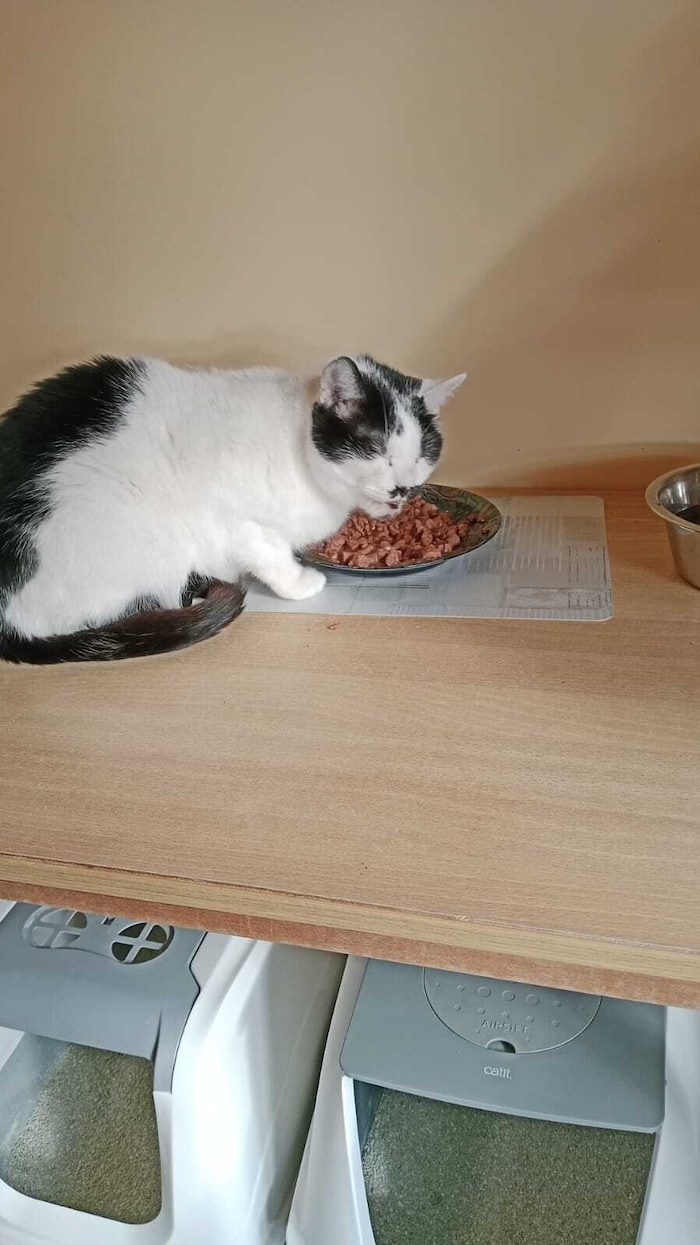 Lucky ist drei Jahre alt und ein eher großer Kater. Hunde mag „Lucky“ nicht so gerne, was ihm ...