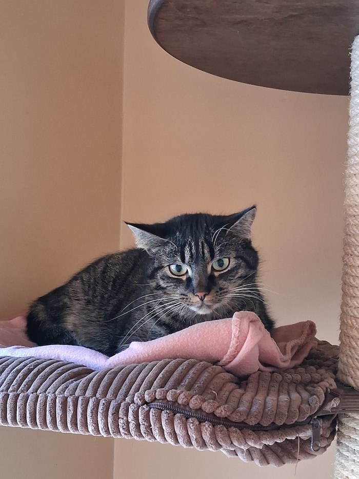 Kira ist eine besonders fesche dunkelgraue Katze. Sie ist leider noch nicht sehr zutraulich, ...