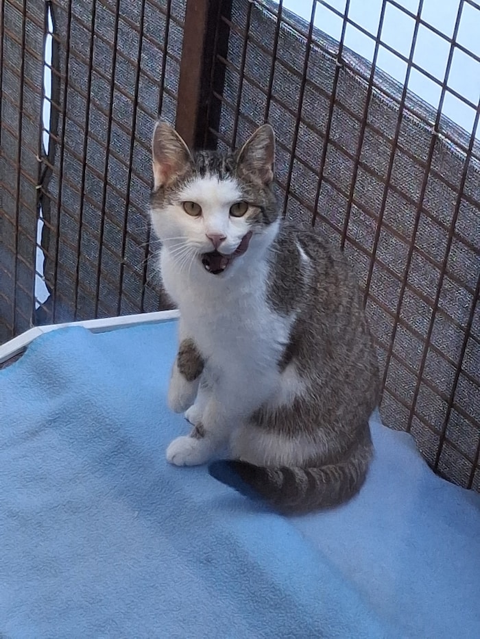 Elvis braucht unbedingt Freigang, weil er ein richtiger Erkunder ist. Menschen lässt er bereits ...