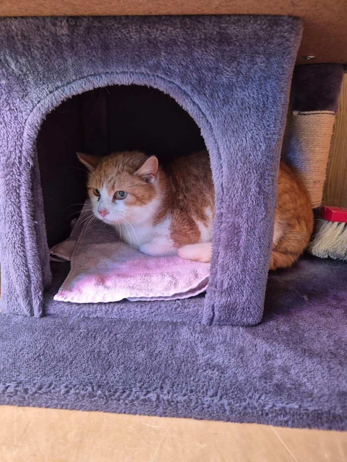 Rosy ist nicht mehr die Jüngste, hat aber eine Chance auf ein paar schöne Jahre außerhalb des ...