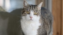 Lautes Miauen in Lienz. Dort gibt es immer mehr Katzen... 