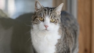 Lautes Miauen in Lienz. Dort gibt es immer mehr Katzen... 