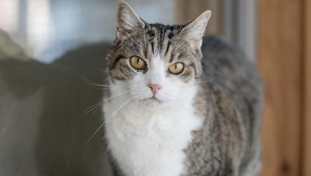 Lautes Miauen in Lienz. Dort gibt es immer mehr Katzen...