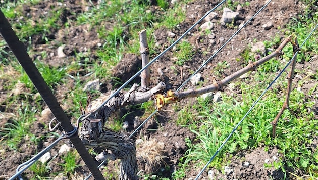 Wie groß der Schaden ist, wird sich erst mit der Zeit zeigen.