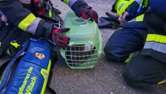 Einer Katze wurde wohl das Leben gerettet