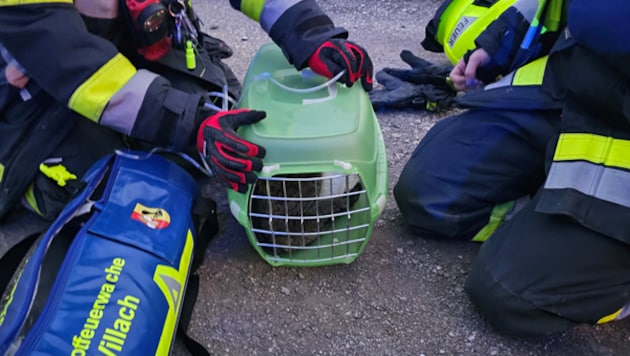 Einer Katze wurde wohl das Leben gerettet