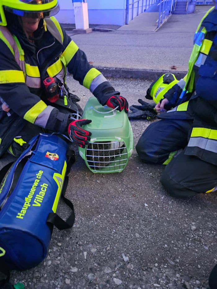 Die Katze wurde ins Freie gebracht.