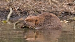 Ein Biber beim Bauen eines Damms
