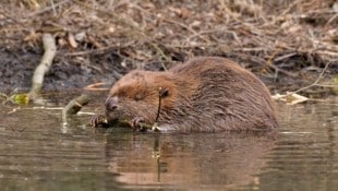 Biber sind enorm nützlich. Ihr Lebensraum in Österreich ist aber bedroht.