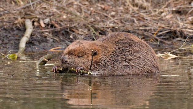 Biber sind enorm nützlich. Ihr Lebensraum in Österreich ist aber bedroht.