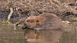 Ein Biber beim Bauen eines Damms