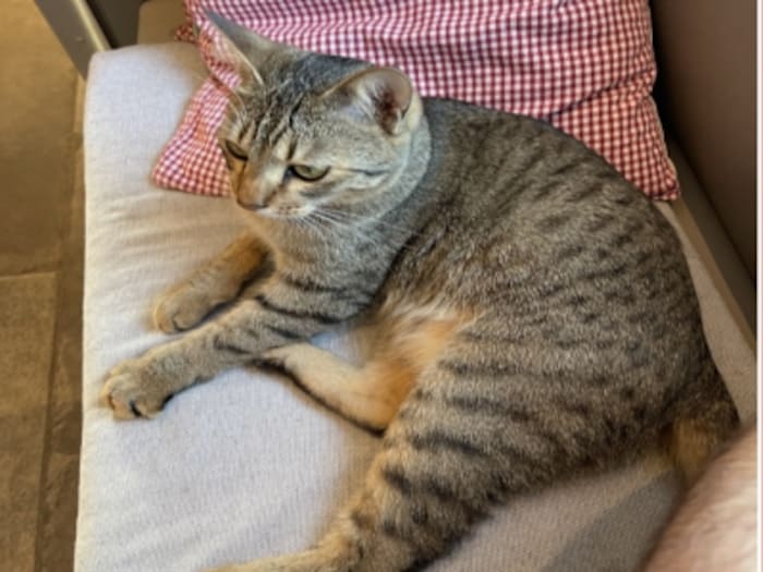 Nach Simba wird verzweifelt gesucht.