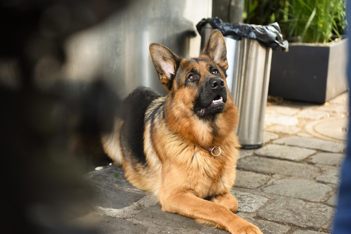 Ein Superheld ohne Cape: Beim Reboot von „Kommissar Rex“ hofft man auf Top-Quoten wie schon vor ...