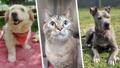 Ob Katze oder Hund, sie alle suchen einen schönen Platz zum Leben.