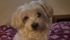 Hinweise auf die vermisste Malteserhündin „Lucy“ sind unter 0660/3812674 erbeten.