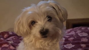 Hinweise auf die vermisste Malteserhündin „Lucy“ sind unter 0660/3812674 erbeten.