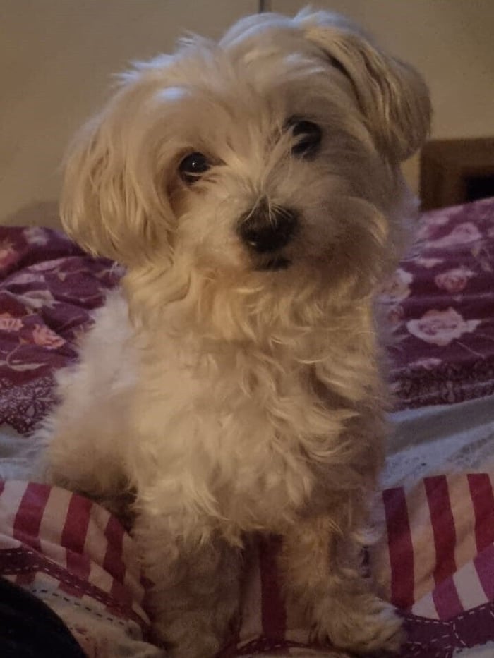 „Lucy“ wird seit Sonntag vermisst.