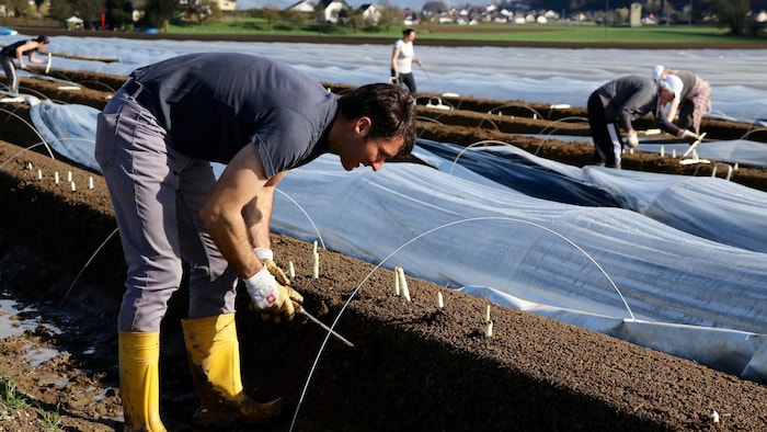 Christian Jäger vom Kammerhof nutzt Folientunnel beim Spargelanbau.