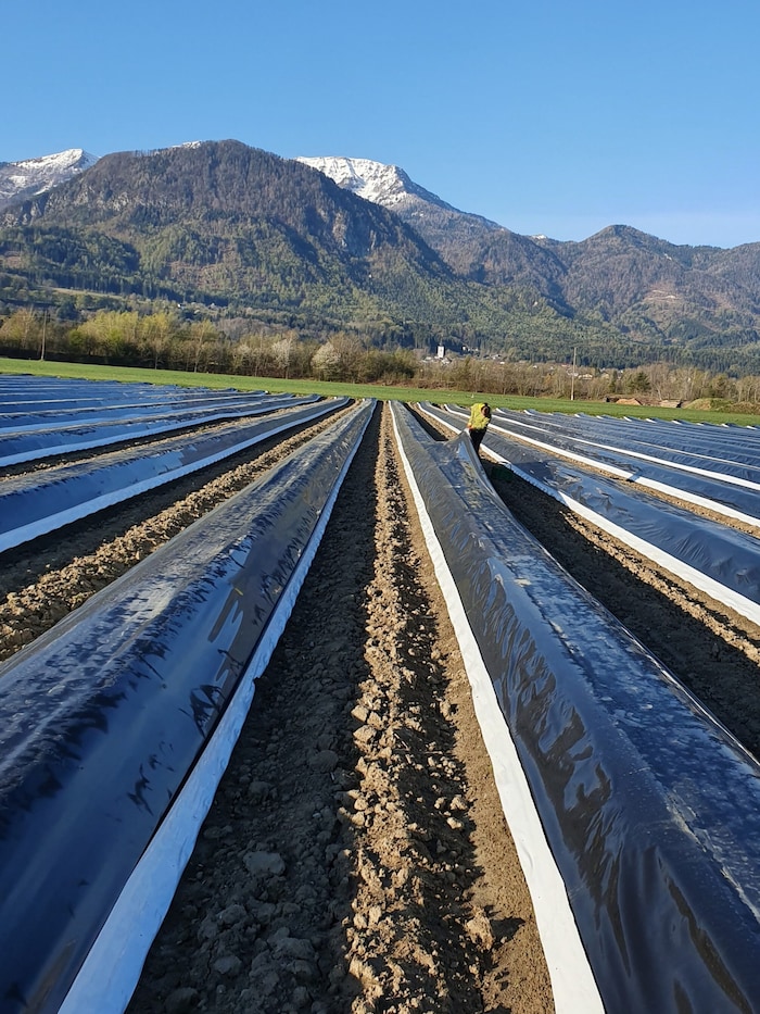 In Ludmannsdorf gibt es ab 13. April frischen Spargel.