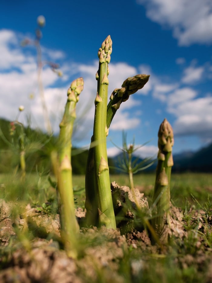 Die Sonne färbt den grünen Spargel.