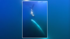 „Ich dachte, ich träume“: Die Begegnung mit dem Riemenfisch ist für die Meeresbiologin wohl ...