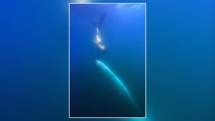 „Ich dachte, ich träume“: Die Begegnung mit dem Riemenfisch ist für die Meeresbiologin wohl ...