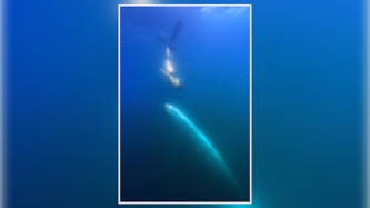 „Ich dachte, ich träume“: Die Begegnung mit dem Riemenfisch ist für die Meeresbiologin wohl ...