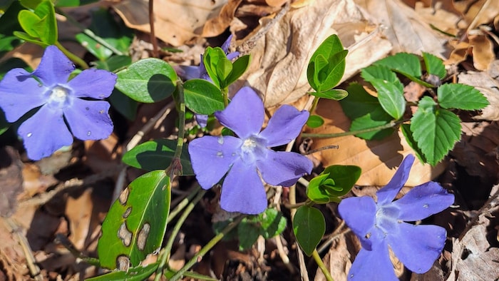 Das Immergrün spielte früher eine größere Rolle in der Medizin.