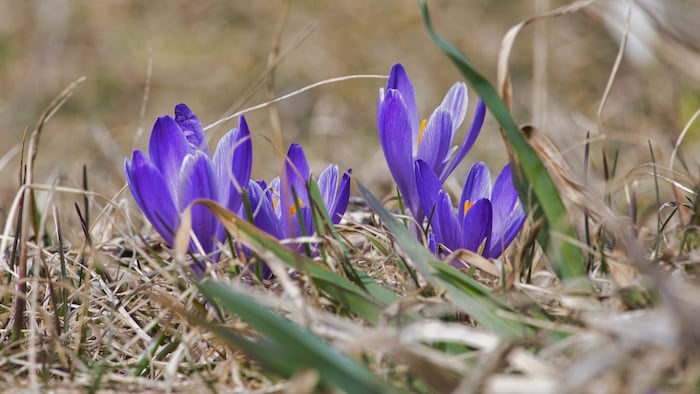 Ob violett, weiß oder gelb – derzeit blühen die Krokusse in den strahlendsten Farben.