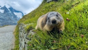 Auch für die Tierwelt bietet der Verzicht auf den eigenen Pkw Vorteile. Der neue Wanderführer ...