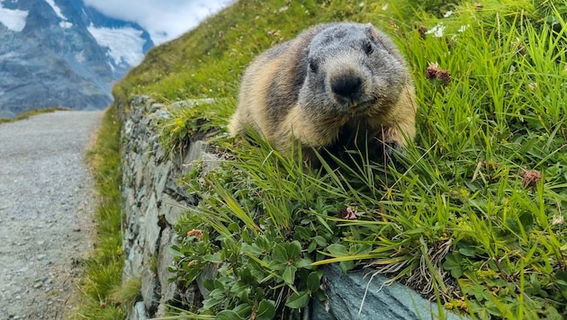 Auch für die Tierwelt bietet der Verzicht auf den eigenen Pkw Vorteile. Der neue Wanderführer ...