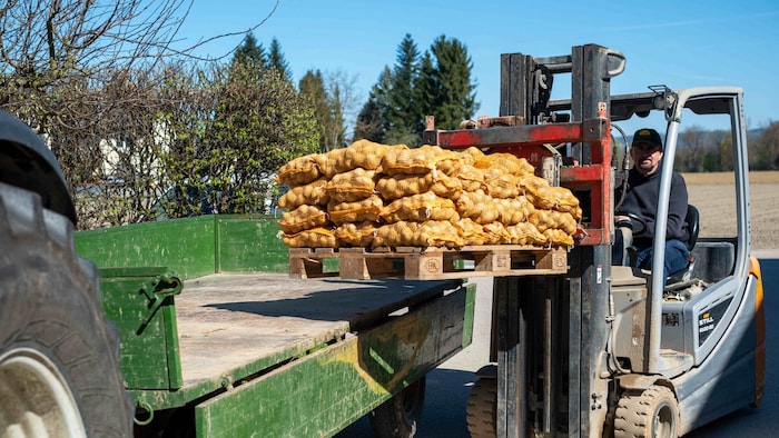 Die Erdäpfel werden von Schauer regelmäßig zu einem Landwirt, der Rinder führt, gebracht.