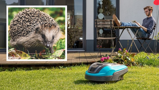 Bequem entspannen, während der Roboter die Arbeit erledigt. Ein Traum für „faule Gärtner“, ...