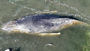 „Timmy“ geht es auch am Mittwochmorgen gesundheitlich unverändert schlecht.