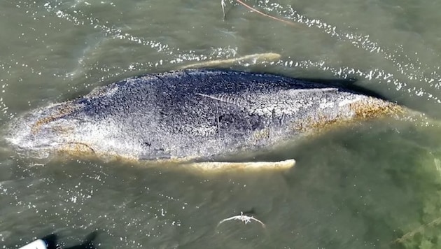 Die Helfer haben ihren Rettungsplan angepasst, um den Buckelwal Timmy aus der Bucht zu bekommen.