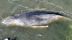 „Timmy“ hat sich im März 2026 in die Ostsee verirrt und ist seitdem mehrfach gestrandet. Zur ...