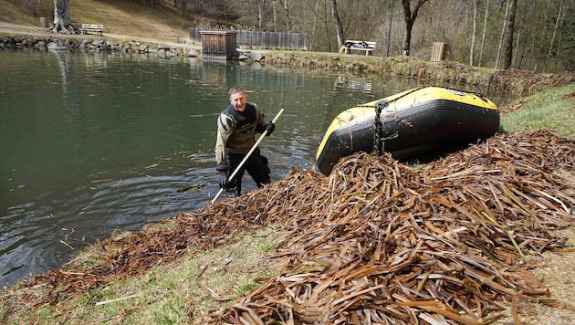 Freiwillige räumten mit Booten oder Schubkarren die Schilfmassen weg.