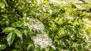 Die Holunderblüte läutet jährlich den Sommer ein.Doch wie macht man Saft daraus? 