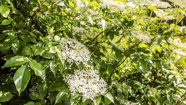 Die Holunderblüte läutet jährlich den Sommer ein.Doch wie macht man Saft daraus?