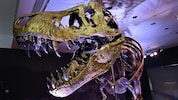 Skelett eines Tyrannosaurus Rex (Archivbild)