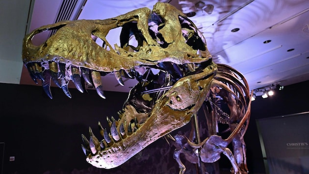 Skelett eines Tyrannosaurus Rex (Archivbild)