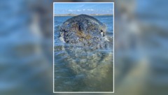 „Timmy“ hat wohl die letzten Stunden vor sich – eine kleine Bewegung Richtung Freiheit lässt ...