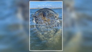 „Timmy“ hat wohl die letzten Stunden vor sich – eine kleine Bewegung Richtung Freiheit lässt ...