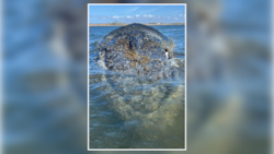 „Timmy“ hat wohl die letzten Stunden vor sich – eine kleine Bewegung Richtung Freiheit lässt ...