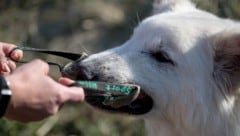 Ein Biss kann schneller passieren, als man denkt.