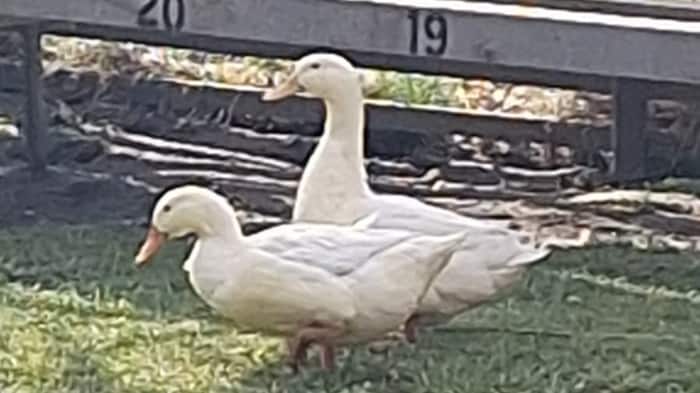 Möchten wieder im eigenen Teich schwimmen.
