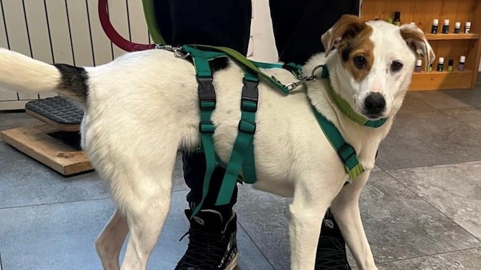 Lebensfrohes Hundekind sucht Herzensmensch.