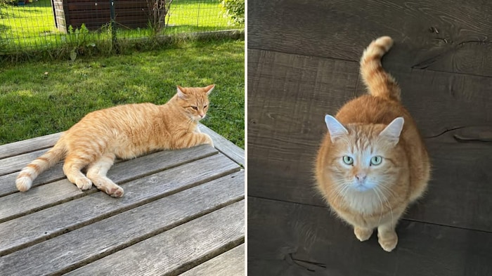Oranger Tiger wird vermisst.
