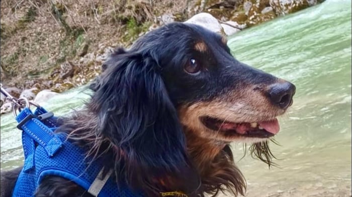 Toller Begleiter sucht neues Zuhause!