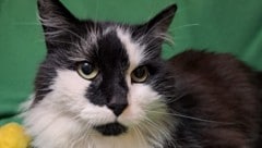 Happy End für Langhaar-Kater „Pezi“